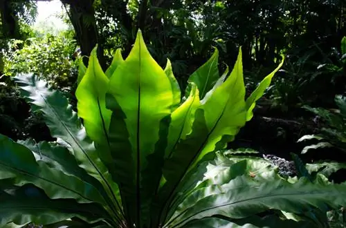 Tubig deertongue fern