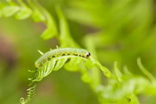 Worm fern characteristics