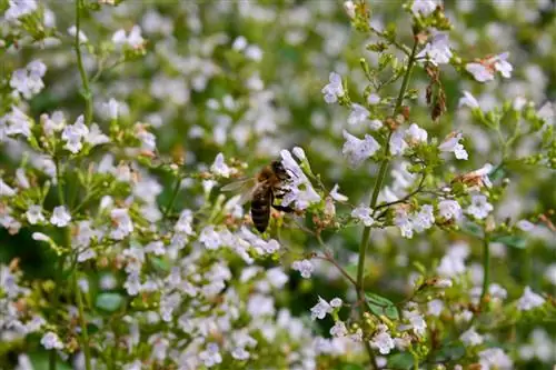 abejas de menta