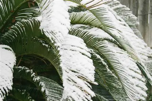 Cycad snow