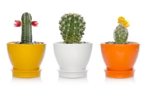 Encourage cacti to bloom