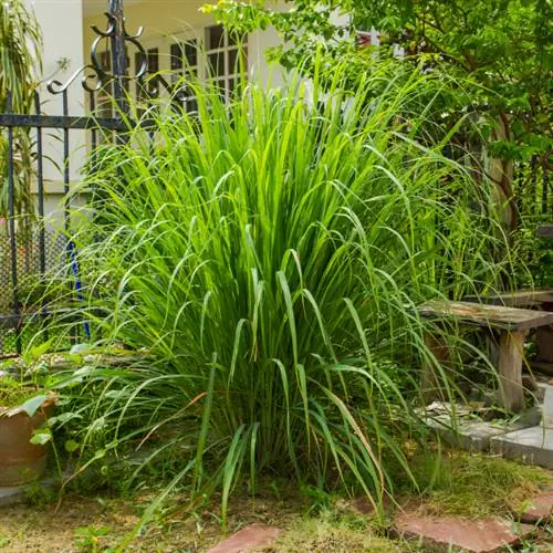 Dimërimi i barit të limonit: Si ta bëni atë në ambiente të mbyllura