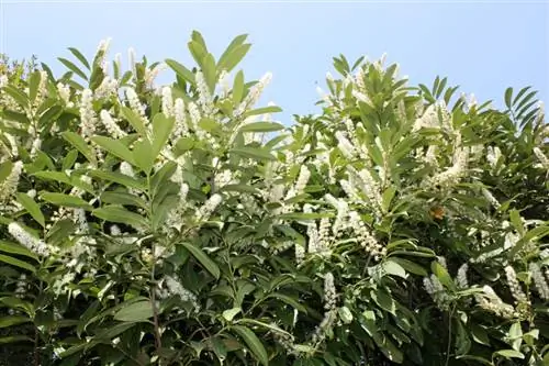 Cherry laurel mushroom