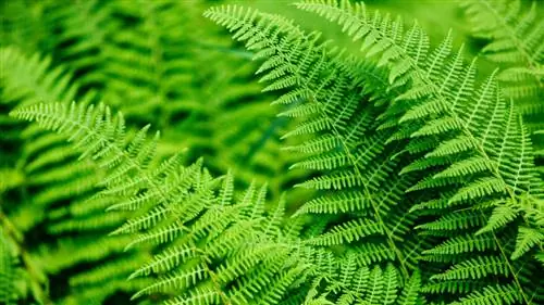 Fern structure: Discover the fascinating plant miracle