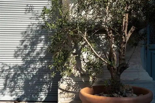 Olive tree sa dingding ng bahay