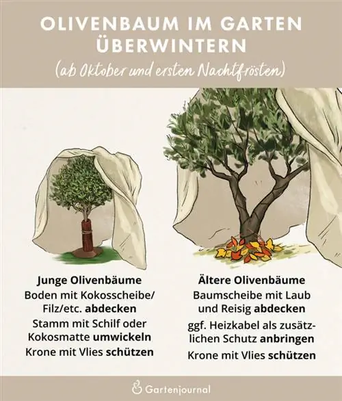 Illustratie die laat zien hoe kleine en grote olijfbomen buiten worden overwinterd