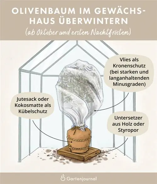 Mga may larawang tagubilin kung paano mag-overwinter ng isang puno ng oliba sa isang greenhouse