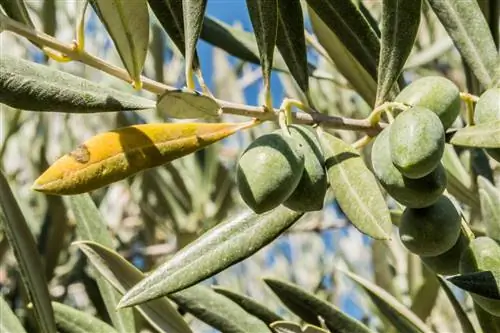 Sariq barglari bo'lgan zaytun daraxti