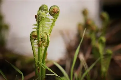 Fern cuttings: This is how you propagate ferns with cuttings