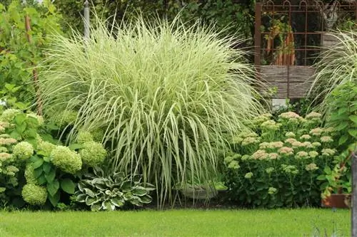 Hortensias combinadas con Miscanthus