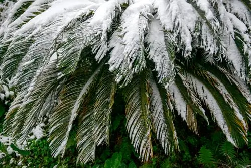 Cycad no inverno