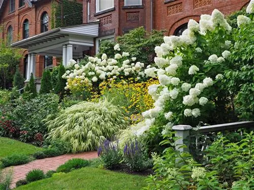 Hydrangea pamoja na mimea ya kudumu na nyasi