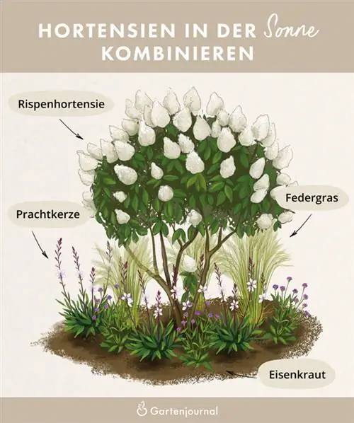 Illustrazione di una pianificazione del letto con ortensie ed erbe al sole