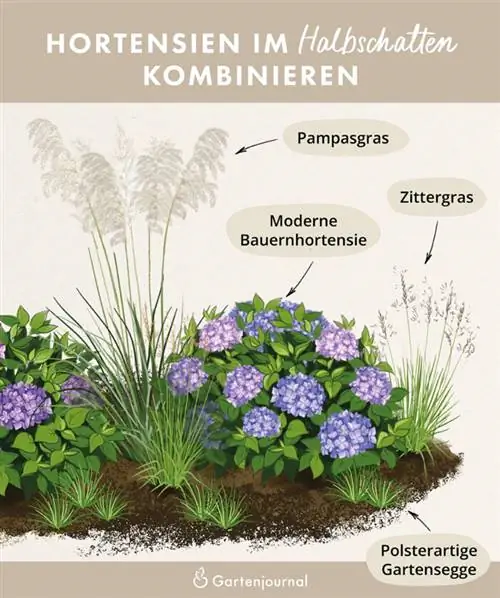 Ilustrasi yang menunjukkan rumput hydrangea mana yang dapat dipadukan di tempat teduh sebagian