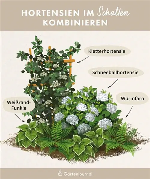 Illustratie die laat zien hoe hortensia's gecombineerd kunnen worden in de schaduw