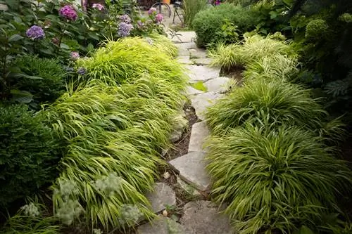 Hydrangeas planted with Japanese mountain grass