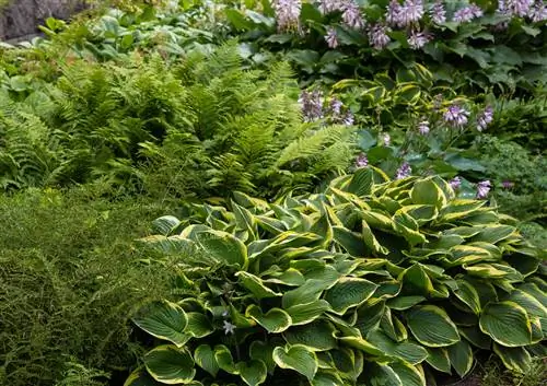 Hostas combined with perennials