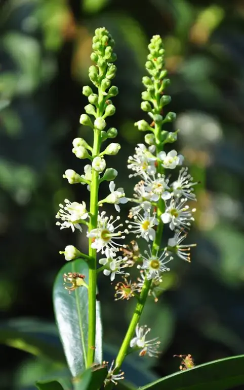 Parassiti del lauroceraso