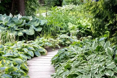 Hosta's gecombineerd op een houten pad