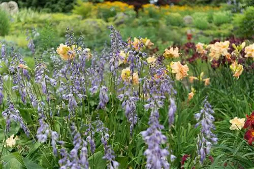 Hostas in a bed combined with daylilies