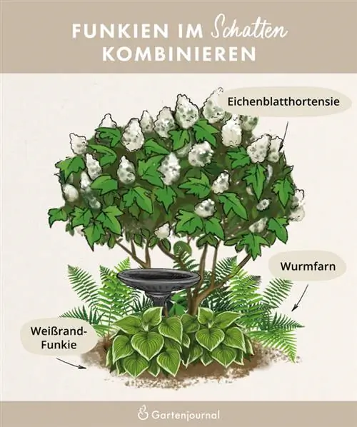 Iliustracija, rodanti hostų ir hortenzijų derinį