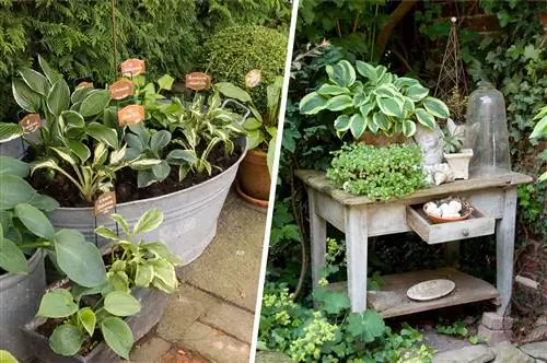 Potted garden with hostas planted in zinc tubs and clay pots