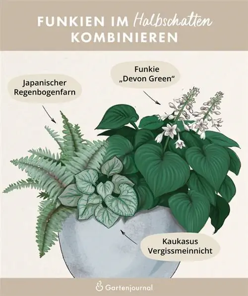 Illustratie van de combinatie van hosta's in een container in halfschaduw