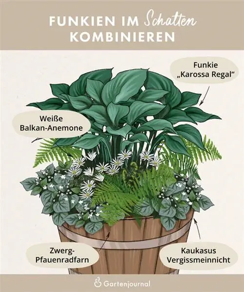 Illustratie van de combinatie van hosta's in de pot in de schaduw