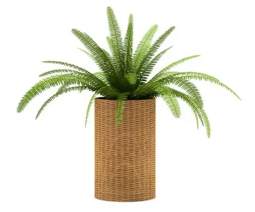 Overwintering cycads: Cool room & high humidity