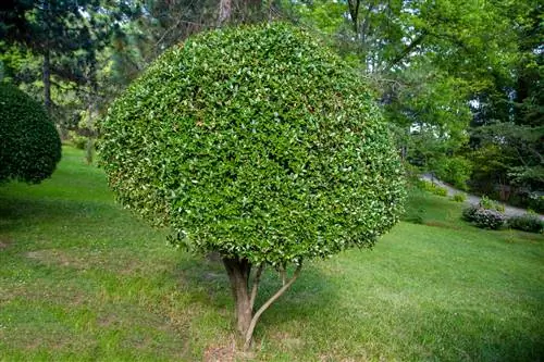 plantas de laurel cerezo