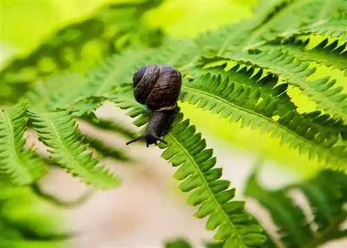 Defensa de los caracoles en el jardín: utilice el helecho gusano de forma eficaz