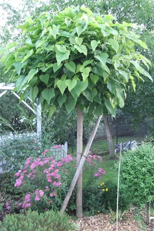 plantes de sota d'arbres de trompeta