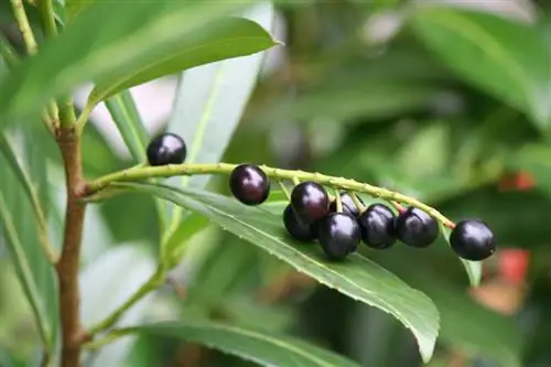 Potongan ceri laurel