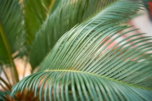 Cycad yellow tips