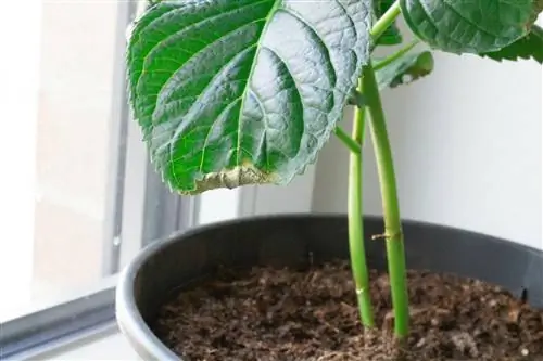 hydrangea leaves roll up