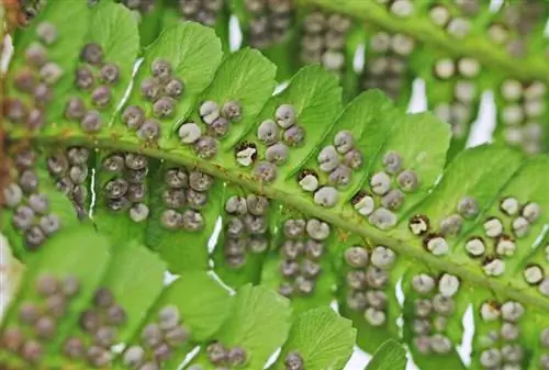 Generational change in the worm fern: A fascinating process