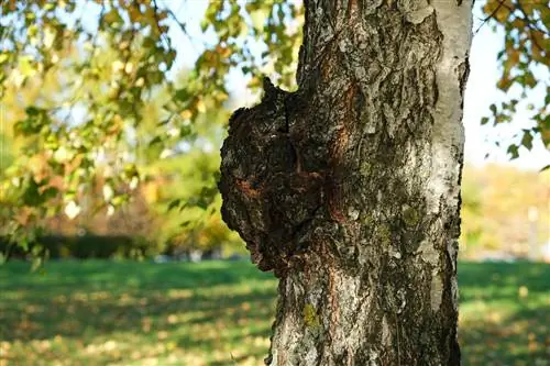 berk zwarte paddestoel