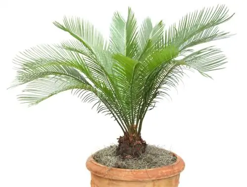 Cycas de transplantation