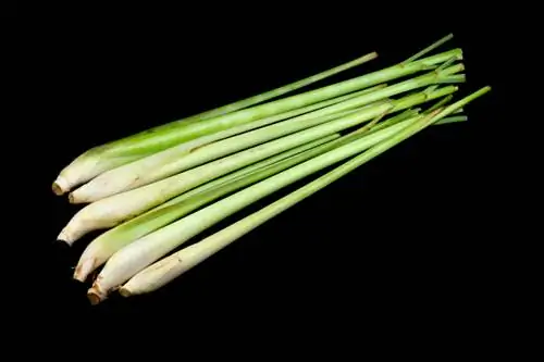 Multiply lemongrass quickly and easily at home