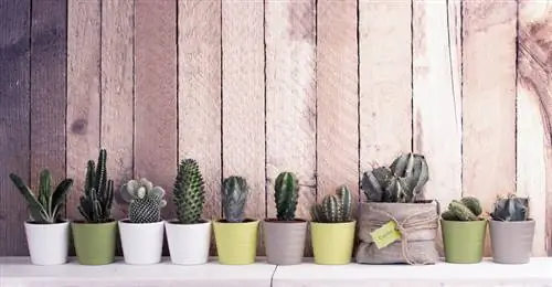 Cacti in portrait - a profile to get to know