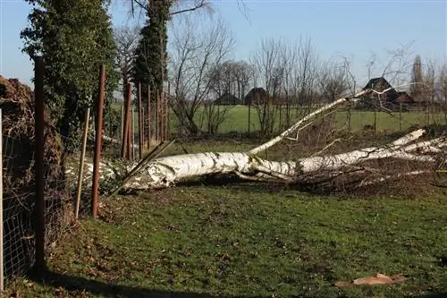 bouleau résistant aux tempêtes