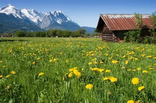 Maintaining meadows: How to maintain biodiversity and beauty