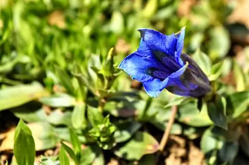 উদ্ভিদ gentian