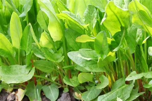 Sorrel care