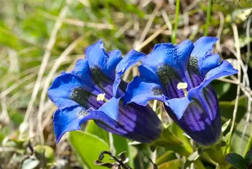 Gentian blooms