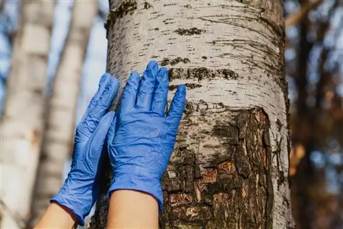 When to save a birch tree