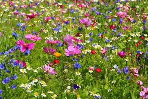 Create and maintain flower meadows