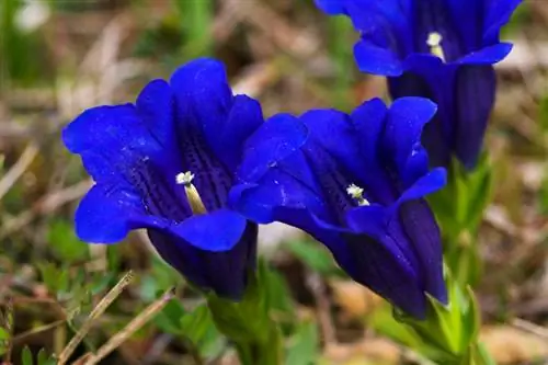 Perawatan gentian: Beginilah cara bunga alpine tumbuh subur secara optimal