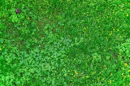 Liming a meadow: When, how and why it is important