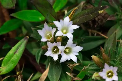 Conozca las especies de genciana: colores de flores, ubicación y cuidados